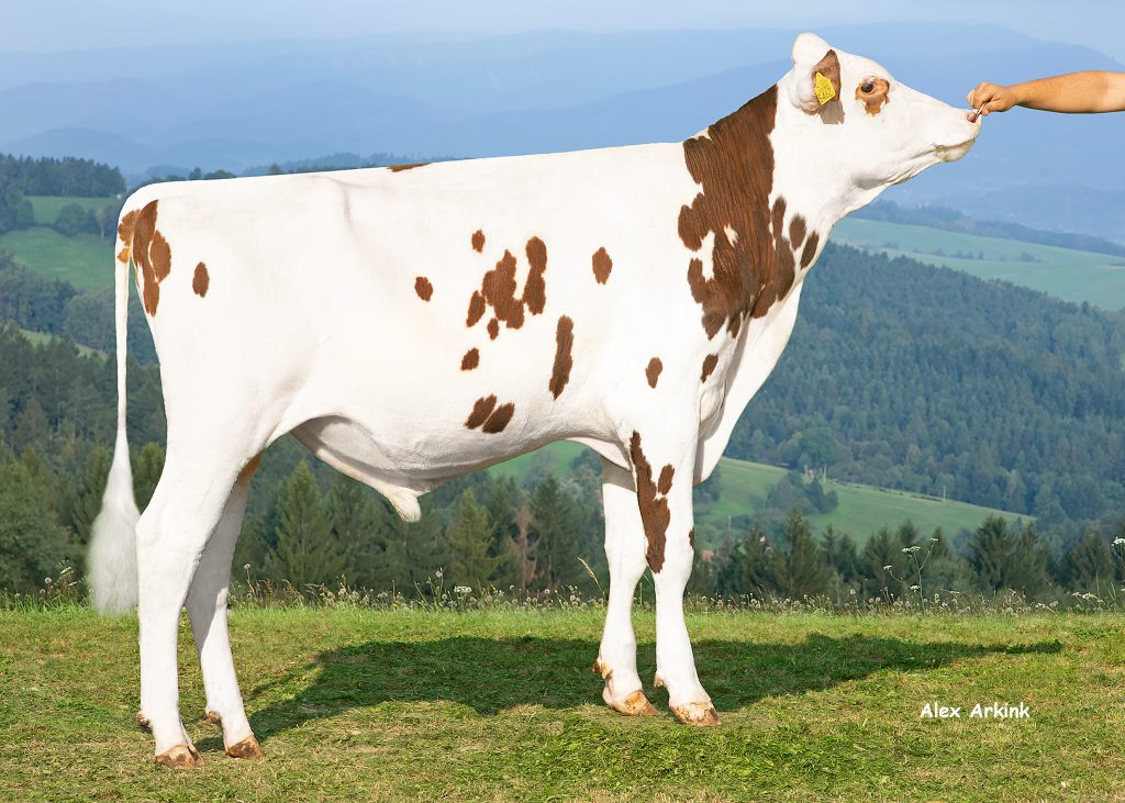 Picture of Kameraad-Red